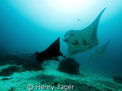 "Mantas"  Raja Ampat, West Papua (Olympus E330, 1/125, f6... by Henry Jager 